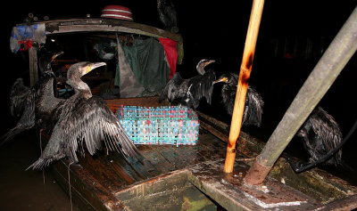 Yangshuo: Cormorant fishing