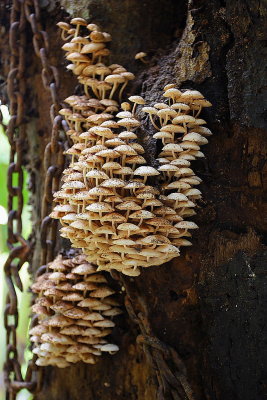 Changmai: mushrooms on tree