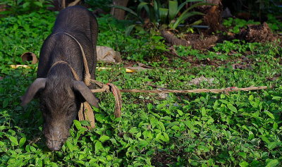 Changmai: wildepig