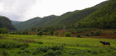 Changmai