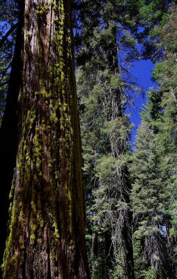 Yosemite