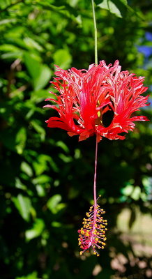 Fiji_050.jpg