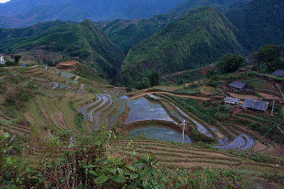 Sapa rice field