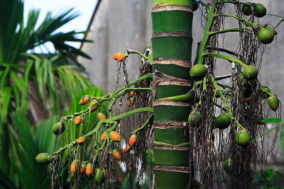 Palm tree bearing nuts