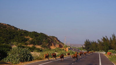 National highway: even cows know the right of way.