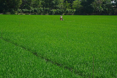 Rice field