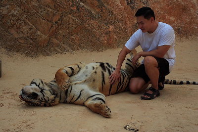 Thailand: tiger temple