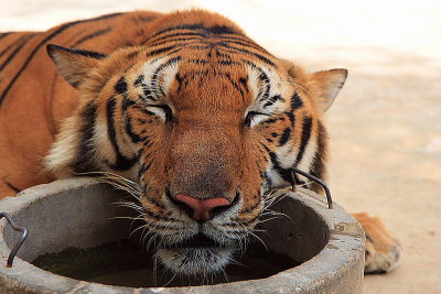 Thailand: tiger temple