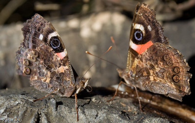 Butterflies
