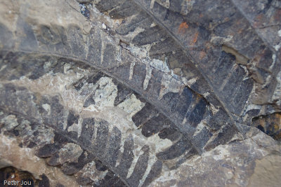 Fern fossils