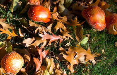 Queens town garden