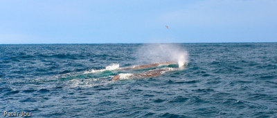 Humback whale