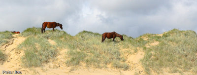 Wild horses