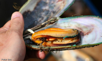 Green lip mussel steamed