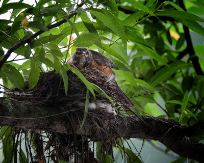 Guarding The Nest