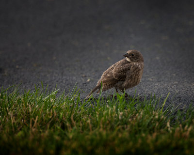 various_birds