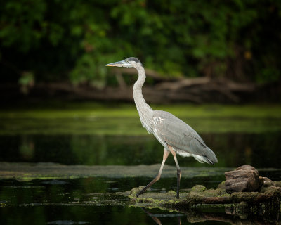Great Blue Heron