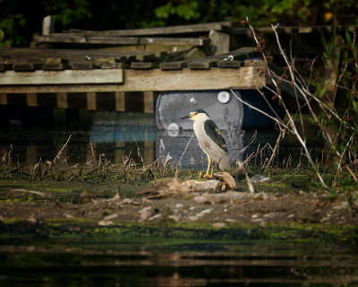 Black Crowned Night Heron