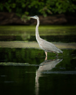 Great Blue Heron