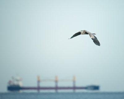 Great Blue Heron