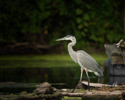 Great Blue Heron