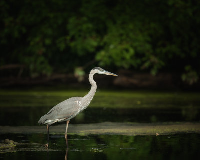 Great Blue Heron