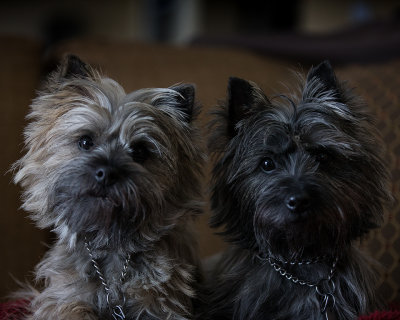 Two Canine Couch Potatoes