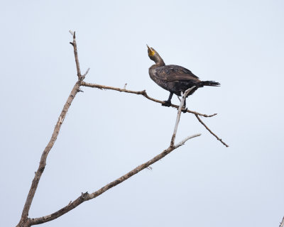 CORMORANT