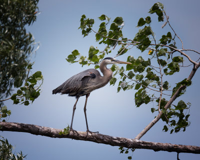 Great Blue Heron