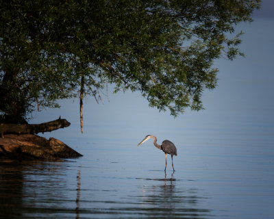 Great Blue Heron
