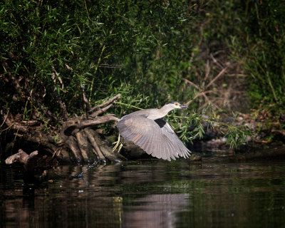 Black Crowned Night Heron