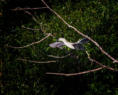 Black Crowned Night Heron
