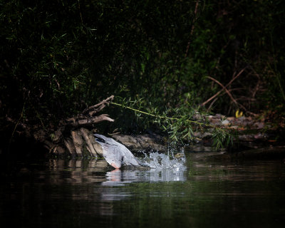 Great Blue Heron