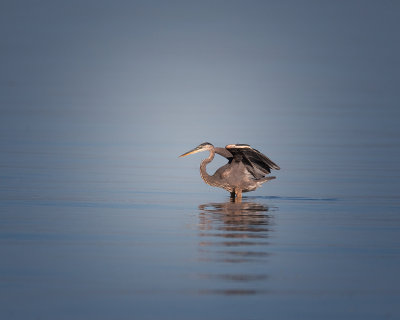 Great Blue Heron