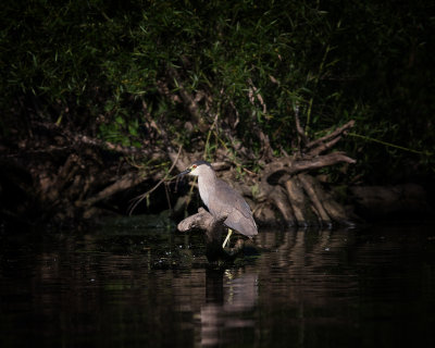 Black Crowned Night Heron