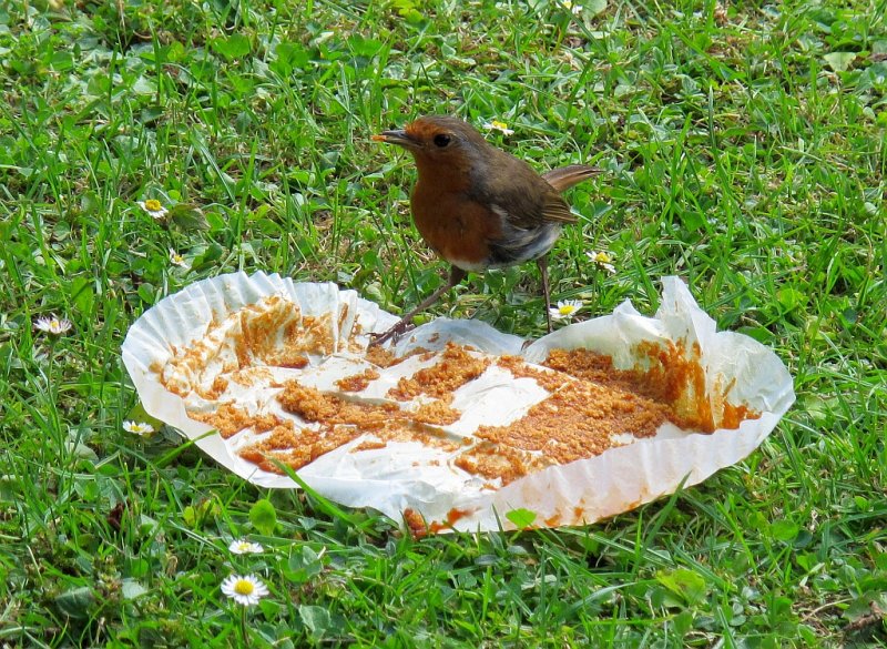  Robin
dining in the back garden
 