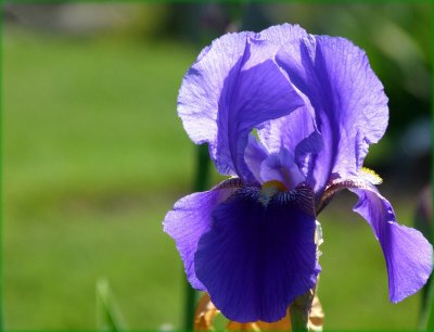 blue iris 15