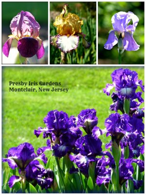 PicMonkey Collage Presby Iris Gardens.jpg