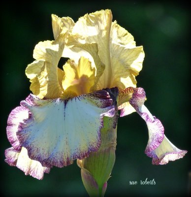 multicolored iris18