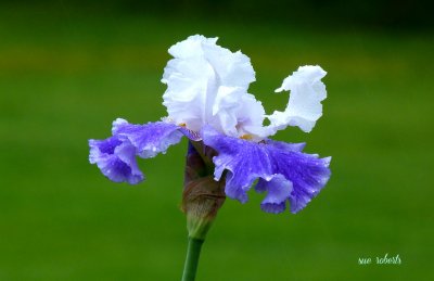 blue iris 1