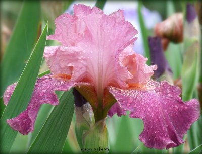 pink and purple iris