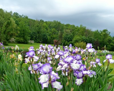 iris gardens on a stormy day.