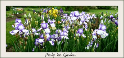 framed matted named iris gardens