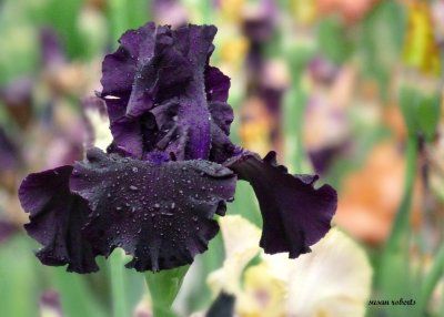 deep purple iris.