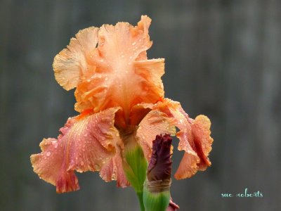 peachy iris and bud