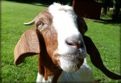 portrait of Millys goat.