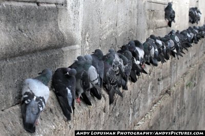 Pigeons hanging onto the outside wall of the New Mosque - Yeni Cami