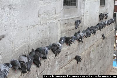 Pigeons hanging onto the outside wall of the New Mosque - Yeni Cami