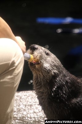 Feeding the Otters