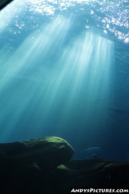 Georgia Aquarium's Ocean Voyager